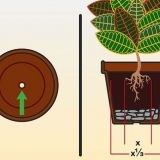 Cuidando de um croton