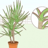 Cuidando de uma dracaena