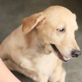 Pele seca calmante em cães