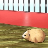 Como domar um hamster anão