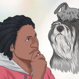 Criando um schnauzer miniatura
