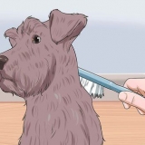 Aparar um schnauzer miniatura