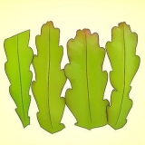 Cultivando um epiphyllum cactus