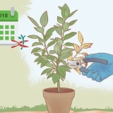 Poda de ficus
