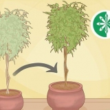 Replantar uma árvore de ficus