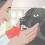 Tratando um dente quebrado em um cão