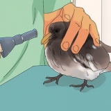 Cuidando de um filhote de pombo resgatado