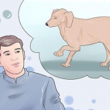 Como curar um ligamento cruzado anterior rompido em um cão sem cirurgia
