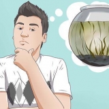 Criando um ecossistema aquático fechado