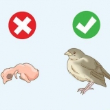 Ajudando um voador de ninho caído