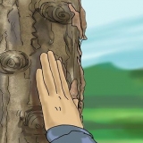 Reconhecendo um maple comum
