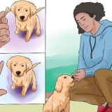 Treinando um filhote de golden retriever