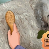 Preparando um goldendoodle