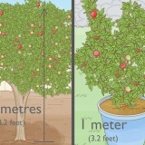 Plantando uma árvore de romã