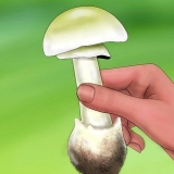 Reconhecendo um manite tuberoso verde