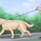 Acalmar um grande cão brincalhão