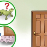 Pegando um lagarto em casa