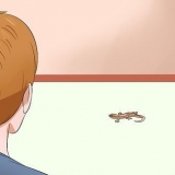 Pegar um lagarto sem usar as mãos