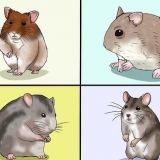 Escolhendo um hamster