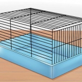 Domar um hamster