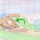 Ensinar truques a um hamster