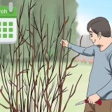 Poda de uma planta de hibisco