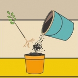 Cuidando de uma planta de hibisco