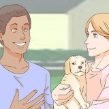 Acariciando um cachorro