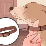 Como destreinar um cachorro para puxar