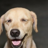 Como fazer um cachorro parar de pular nas pessoas