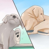 Verificando um cão para micose