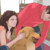 Como levantar um cachorro corretamente