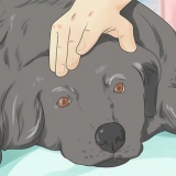 Ajudando um cachorro moribundo