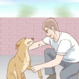 Ajudando um cão a se recuperar de uma perna quebrada