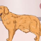 Ajudando um cão a limpar um bloqueio no intestino