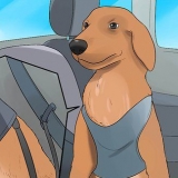 Acalmar um cachorro que está nervoso no carro