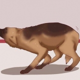 Acalmar um cão
