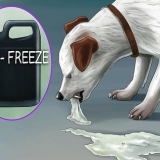 Fazer um cachorro vomitar