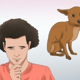 Coloque um cachorro para baixo