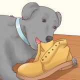 Como fazer um cachorro parar de comer terra