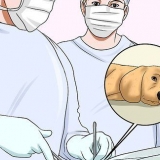 Como fazer um cachorro parar de morder