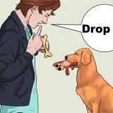 Ensinando um cachorro a pegar