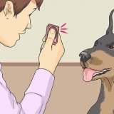 Ensinando um cachorro a sorrir