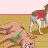 Esfregando a barriga de um cachorro