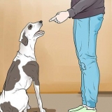 Punir um cão