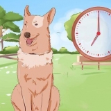 Treinando um cachorro para fazer xixi fora