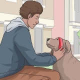 Passeando com um cachorro