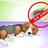 Como curar um cão de dores de estômago