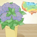 Plante uma hortênsia