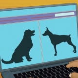 Adote um cão de serviço